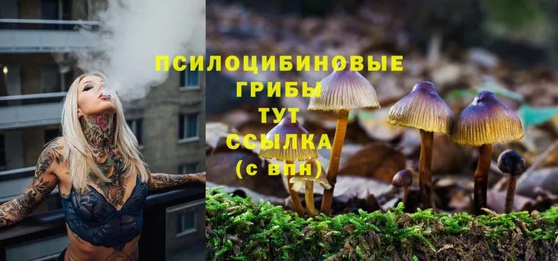 Галлюциногенные грибы Psilocybe  ссылка на мегу вход  Завитинск  продажа наркотиков 